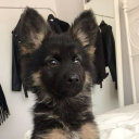 𐂯🐾puppy chaos🐾𐂯 Discord server icon