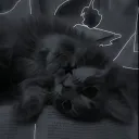 cat /treat