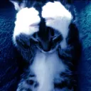 lovecat appeals /treat