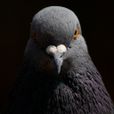 Southern Hangout Discord server icon