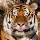 Mod Matriarchs Discord server icon