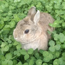 𓆸 ᶜˡᵒᵛᵉʳ ᵇᵘⁿⁿʸ || ᵃᵈᵐ ﹒ᶜᵗ﹒ ᵐᵐ ☘ Discord server icon