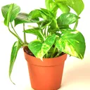 Pothos™
