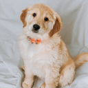 Pay pigs Discord server icon