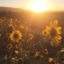 Sunflower Meadow