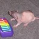 🐀 Rat Piano 🎹