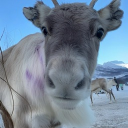 DADDYSAM❤🫢🎉 Discord server icon