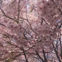 (˶ᵔ ᵕ ᵔ˶)
