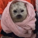 GYU GANG (SEAL SERVER!) Discord server icon