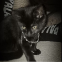 Flying Dove Discord server icon