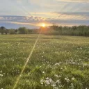 field of many