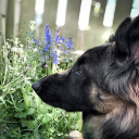 tortaism shrine x Discord server icon