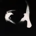 .xcw