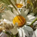 /daisies