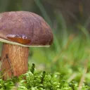 MushroomZ