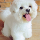 PAY PIGS Discord server icon