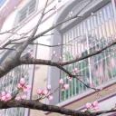🌸 — 𝘍𝘶𝘥𝘰 𝘈𝘤𝘢𝘥𝘦𝘮𝘺