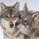 🐺 VND's Wolf Sanctuary 🐺 server icon