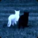 /Amorette ᥫ᭡ Discord server icon