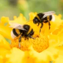 The Bee SMP