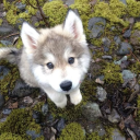 Furries of SATX Discord server icon