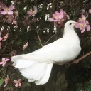 ᤴ   YᑌᗰE ᖴᒪOᑕK!  🕊  ᘓ  .    (  13+  )