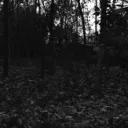 haunt