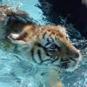 ♡˚̣̣̣໒꒱ ֯𝗍ι𝗀eɾ ⑅ ℓα𝗀oo𐓣 Discord server icon