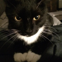 ⋆˙⟡ Tuxedo Cat ⊹ ࣪ ˖ Discord server icon