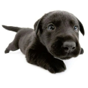 ꒰꒰🐾﹒𝖯𝗎𝗉𝗉𝗒 𝖣𝖺𝗒𝖼𝖺𝗋𝖾 !!﹕ Discord server icon