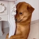 Rising World Discord server icon