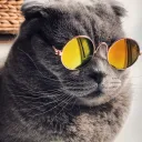 Meowniverse
