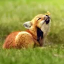 🦊Kits Corner🦊 discord icon