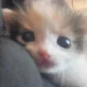 ꒰ (˵◝ ⩊ ◜˵マ 。Your cat <3