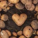 🥔 ⍴᥆𝗍ᥲ𝗍᥆ 𝖿ᥲrmˏˋ°•*⁀➷