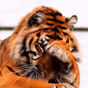 The Tiger’s Ambush