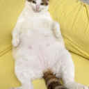 CherryWing SMP Discord server icon