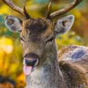 | ~ the goobers ~ | Discord server icon