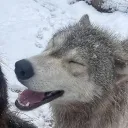 /wolfie corner﹒꩜﹒︵🐺