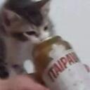 Tanto faz