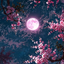 ⋆˚࿔  𝜗↷🌸Moonlit Blossoms🌙𝜚˚⋆ Discord server icon