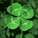 𝐂𝐫𝐚𝐟𝐭𝐨𝐩𝐢𝐚 🍀