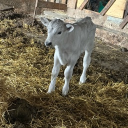 lookinf Discord server icon