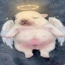 Angelic Network Discord server icon