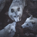 🐺 𝐿𝑎𝑚𝑎𝑟 𝑉𝑎𝑙𝑙𝑒𝑦: 𝐘𝐞𝐥𝐥𝐨𝐰𝐬𝐭𝐨𝐧𝐞 𝐖𝐨𝐥𝐟 𝐑𝐩 🐺 Discord server icon