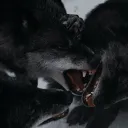 🐺 𝐿𝑎𝑚𝑎𝑟 𝑉𝑎𝑙𝑙𝑒𝑦: 𝐘𝐞𝐥𝐥𝐨𝐰𝐬𝐭𝐨𝐧𝐞 𝐖𝐨𝐥𝐟 𝐑𝐩 🐺