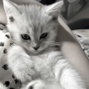 grey cell Discord server icon