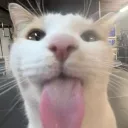 fellas who meow