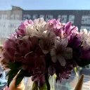 Flower Garden