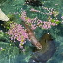 Tails in the Tides Discord server icon